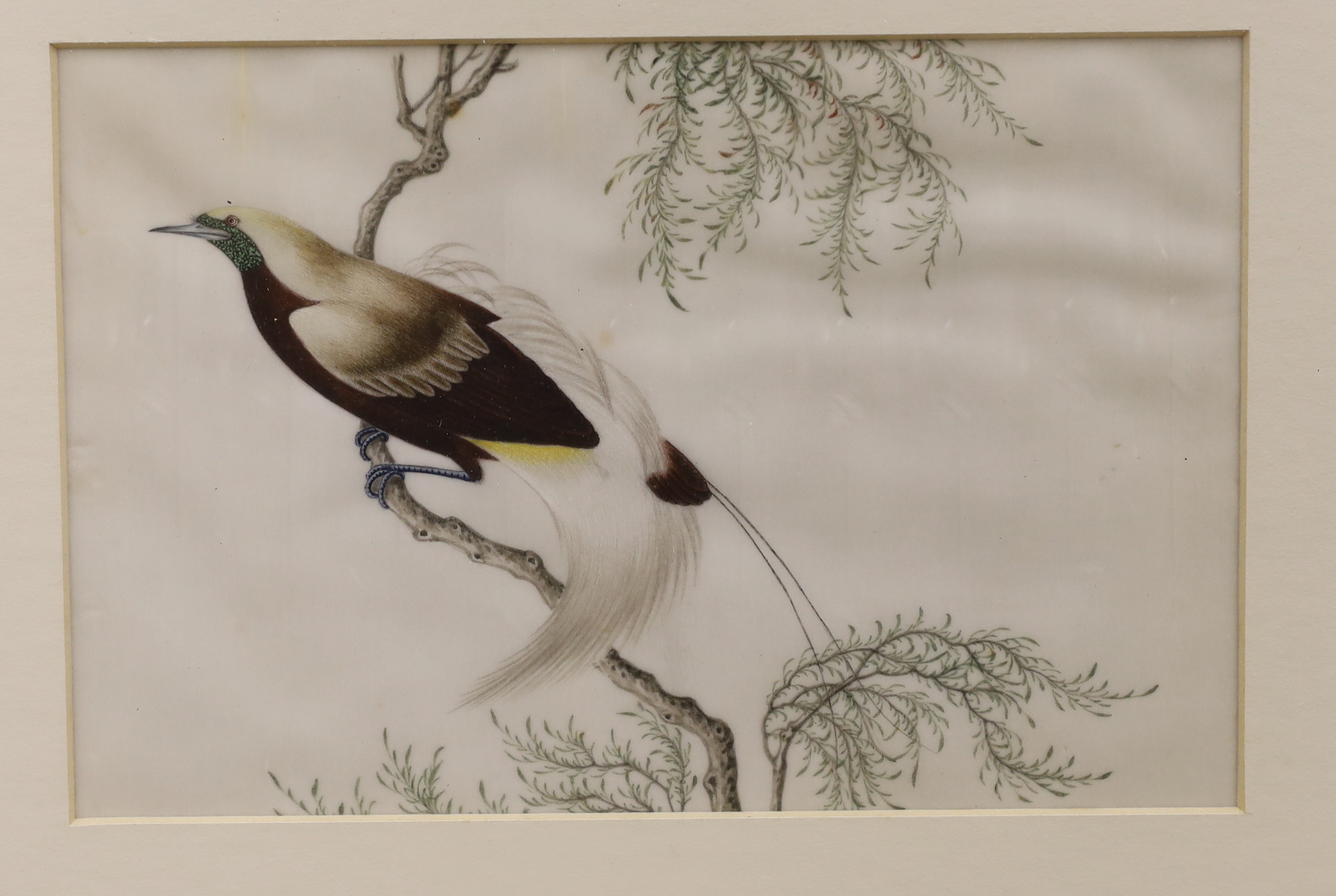 Chinese School, set of four pith paper paintings, Birds of Paradise, 14 x 22cm